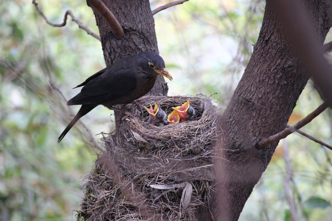 Photo Bird nest