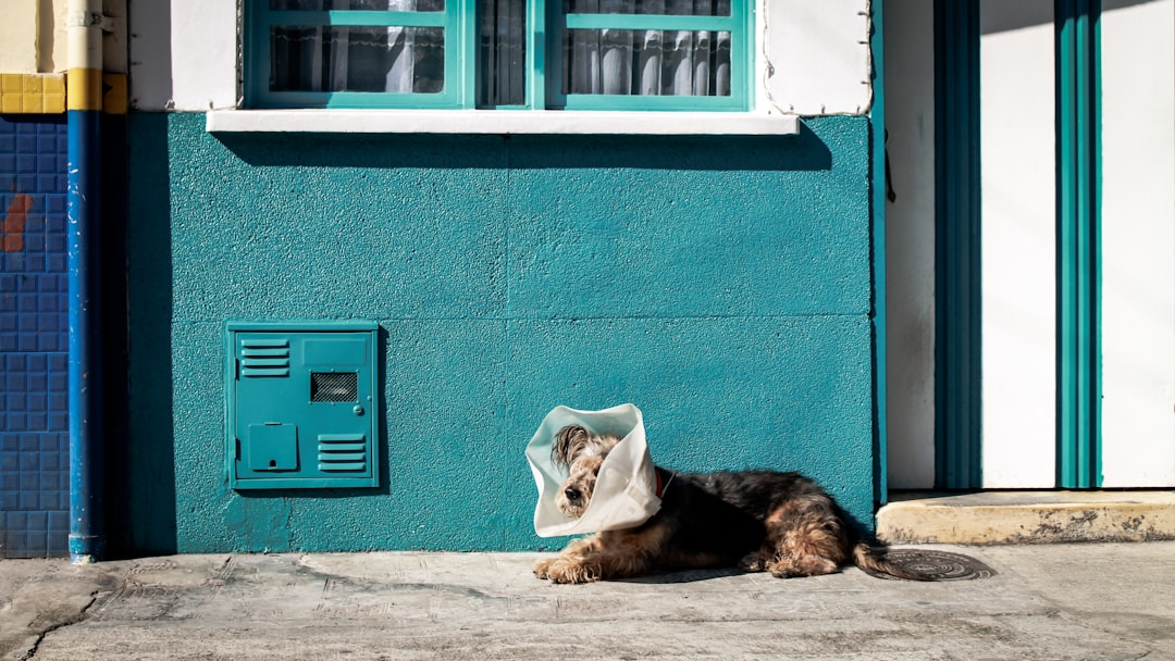 Photo Dog, veterinarian