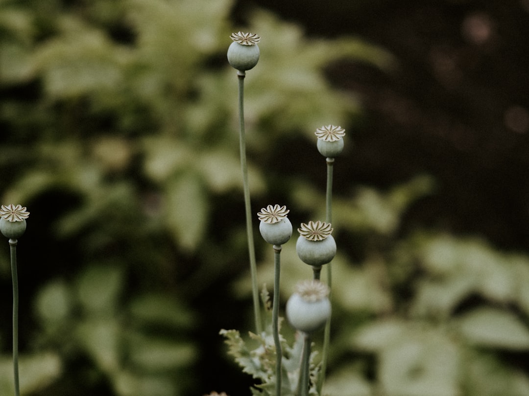 Photo Poppy seeds